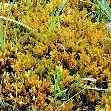 Attēlu rezultāti vaicājumam “Palustriella falcata”