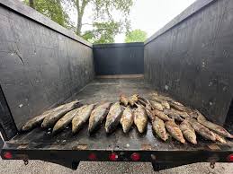 Image result for Cyprinus multitaeniatus