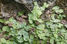 Attēlu rezultāti vaicājumam “Conocephalum salebrosum sporophyte”