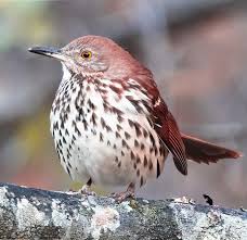 Image result for Toxostoma rufum