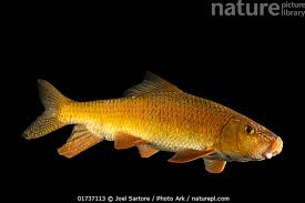 Image result for Moxostoma erythrurum