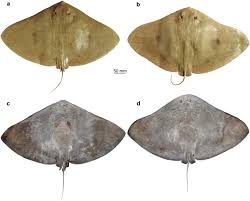 Image result for Gymnura natalensis