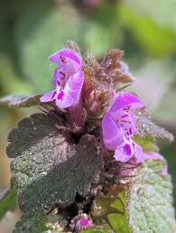 Attēlu rezultāti vaicājumam “Lamium purpureum flower”