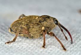 Attēlu rezultāti vaicājumam “Curculio nucum”