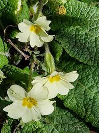 Attēlu rezultāti vaicājumam “Primula x polyantha”