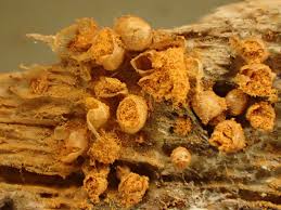 Attēlu rezultāti vaicājumam “Hemitrichia lutescens”