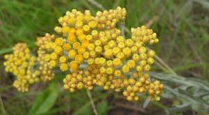 Attēlu rezultāti vaicājumam “Helichrysum arenarium bud”