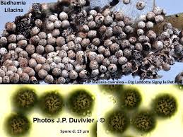 Attēlu rezultāti vaicājumam “Badhamia lilacina”