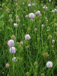 Image result for Succisella inflexa