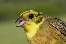 Attēlu rezultāti vaicājumam “Emberiza citrinella male”