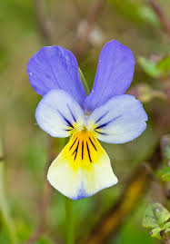 Attēlu rezultāti vaicājumam “Viola tricolor flower”