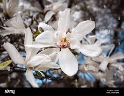 Attēlu rezultāti vaicājumam “Magnolia kobus flower”