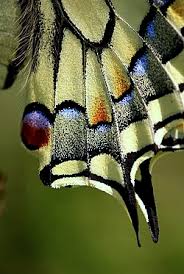 Attēlu rezultāti vaicājumam “Papilio machaon”