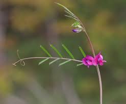 Attēlu rezultāti vaicājumam “Vicia angustifolia”