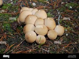 Attēlu rezultāti vaicājumam “Lycoperdon pyriforme”