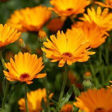 Attēlu rezultāti vaicājumam “Calendula officinalis flower”