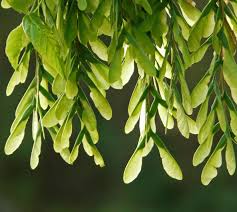 Attēlu rezultāti vaicājumam “Acer negundo fruit”