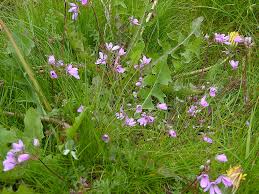 Attēlu rezultāti vaicājumam “Erodium cicutarium flower”