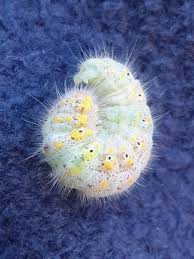 Attēlu rezultāti vaicājumam “Clostera curtula”