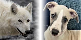 Attēlu rezultāti vaicājumam “Canis lupus familiaris”