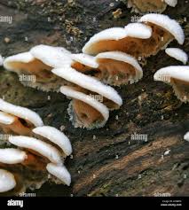 Attēlu rezultāti vaicājumam “Phlebia tremellosa”