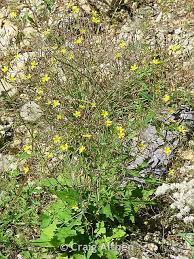 Attēlu rezultāti vaicājumam “Mycelis muralis bud”