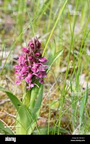 Attēlu rezultāti vaicājumam “Dactylorhiza cruenta leaf”