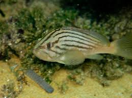 Image result for Epinephelus costae