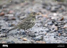 Image result for Anthus petrosus
