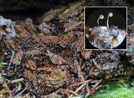 Attēlu rezultāti vaicājumam “Craterium aureonucleatum spores”