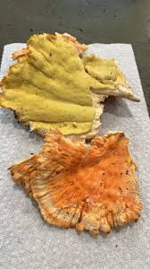 Attēlu rezultāti vaicājumam “Flaviporus citrinellus”