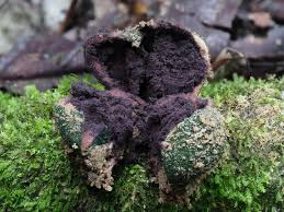 Attēlu rezultāti vaicājumam “Badhamia sp.”