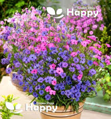 Attēlu rezultāti vaicājumam “Silene viscaria flower”