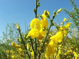 Attēlu rezultāti vaicājumam “Cytisus scoparius”