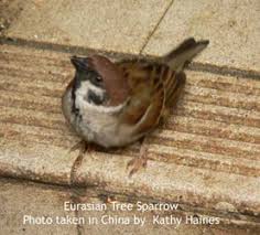 Attēlu rezultāti vaicājumam “Passer montanus adult”