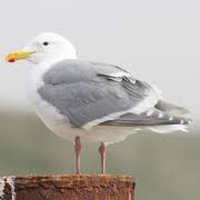 Image result for Wigan Seagulls