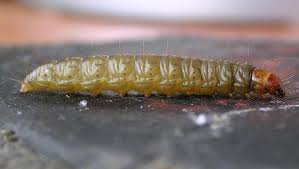 Attēlu rezultāti vaicājumam “Aphomia sociella male”