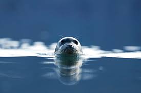 Image result for Pusa hispida