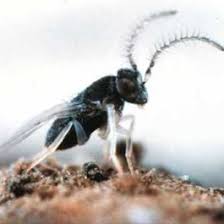 Attēlu rezultāti vaicājumam “Cidnopus aeruginosus”