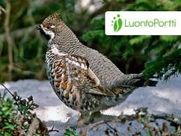 Attēlu rezultāti vaicājumam “Bonasa bonasia eggs”