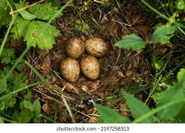 Attēlu rezultāti vaicājumam “Scolopax rusticola eggs”