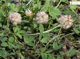 Attēlu rezultāti vaicājumam “Trifolium fragiferum”