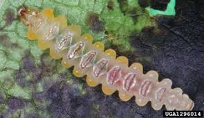 Attēlu rezultāti vaicājumam “Cameraria ohridella”