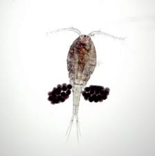 Attēlu rezultāti vaicājumam “Copepoda”