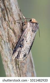 Attēlu rezultāti vaicājumam “Axylia putris”