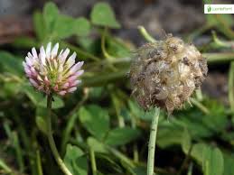 Attēlu rezultāti vaicājumam “Trifolium fragiferum flower”