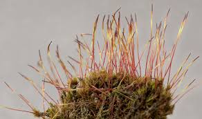 Attēlu rezultāti vaicājumam “Ceratodon purpureus”