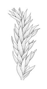 Attēlu rezultāti vaicājumam “Brachythecium salebrosum sporophyte”