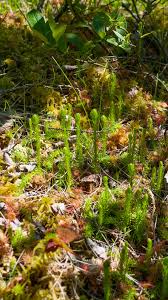 Attēlu rezultāti vaicājumam “Lycopodiella inundata”