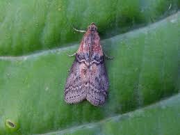 Attēlu rezultāti vaicājumam “Sciota adelphella”